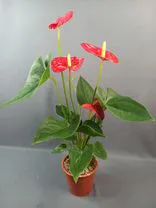 Фото флориста 1: Антуриум красный