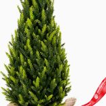 Маленькое фото 3: Ель искусственная в кашпо, Н60х26х26см, зеленый