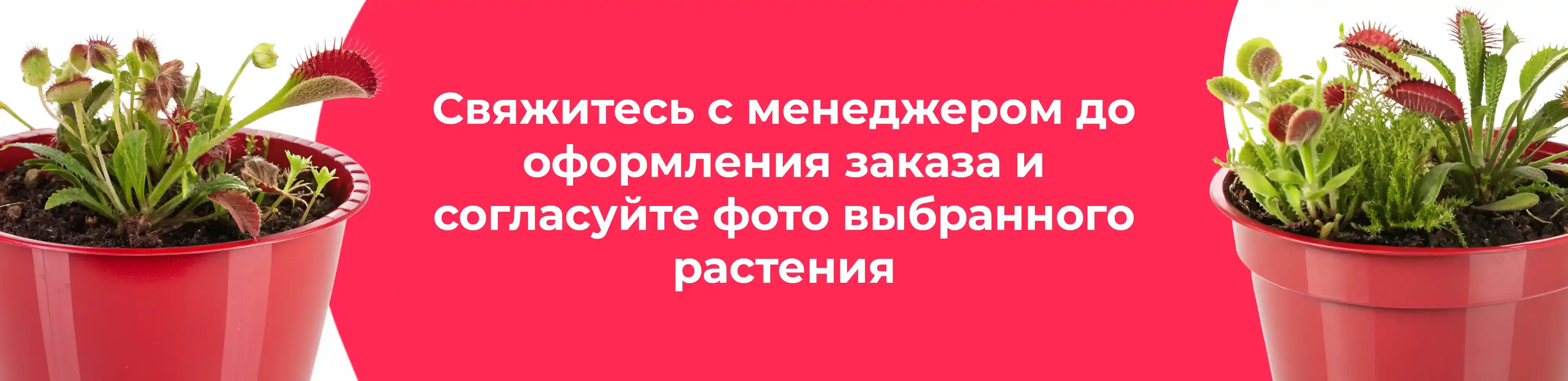 Баннер для рубрики: Плотоядные растения