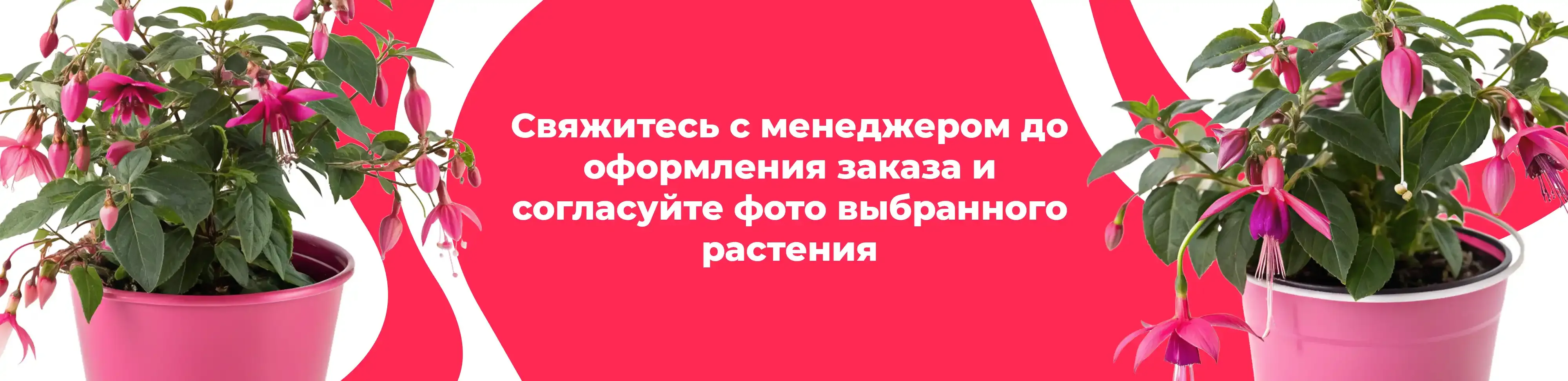 Баннер для рубрики: Цветы в горшках Верея 