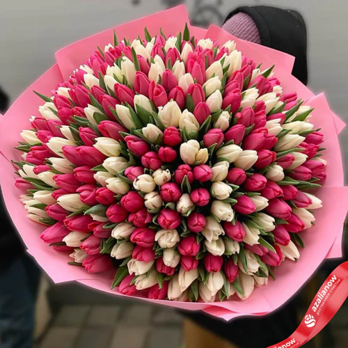 Фото 1: Букет из 150 белых тюльпанов и 151 малинового тюльпана. Сервис доставки цветов AzaliaNow