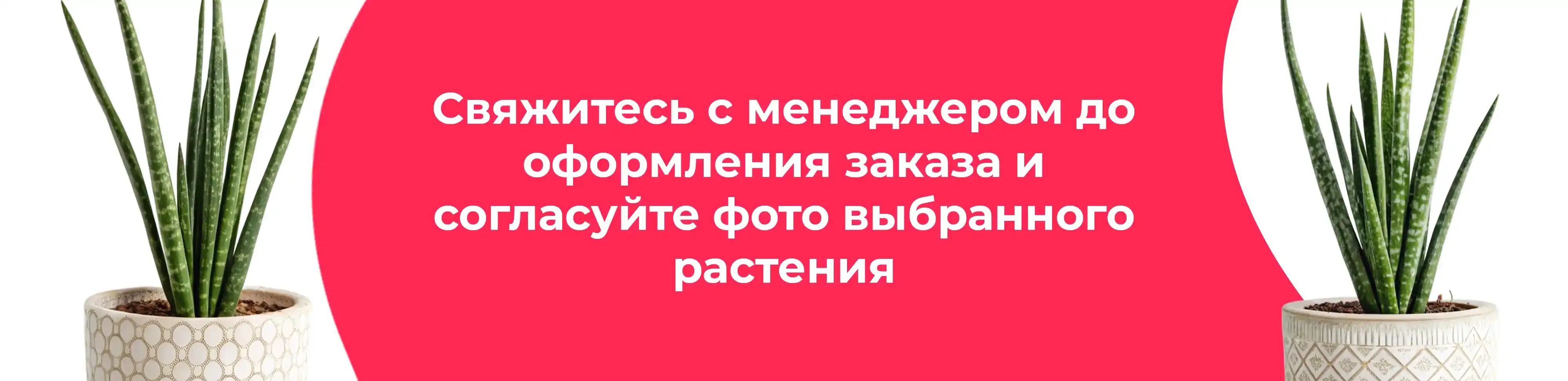 Баннер для рубрики: Сансевиерии Цилиндрика