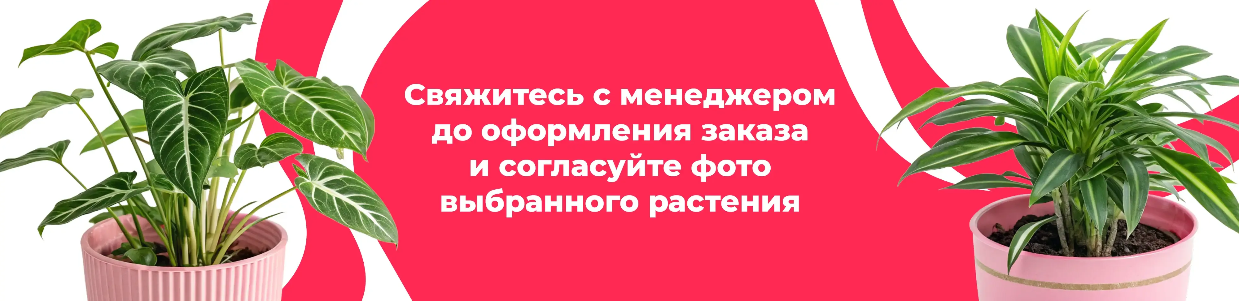 Баннер для рубрики: Растения Восточный