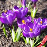 Маленькое фото 3: Крокус Лардж Флауринг Ремембренс (Large Flowering Remembrance). Сервис доставки цветов AzaliaNow