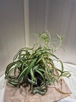 Фото флориста 1: Паутинник обратный