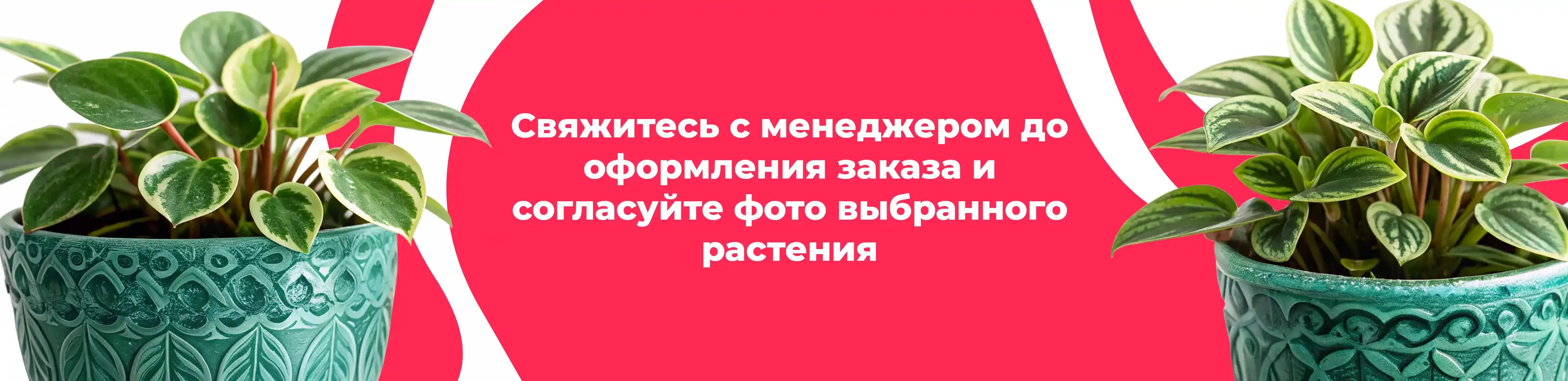 Баннер для рубрики: Комнатные растения Котельники