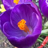 Маленькое фото 2: Крокус Лардж Флауринг Ремембренс (Large Flowering Remembrance). Сервис доставки цветов AzaliaNow