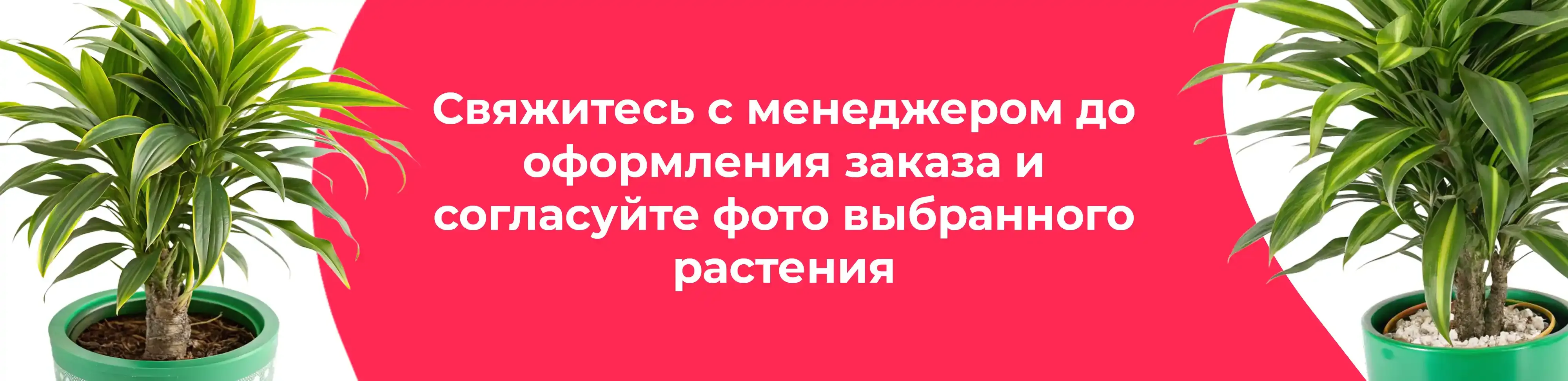 Баннер для рубрики: Драцены