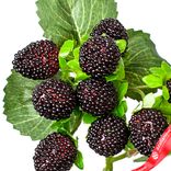 Маленькое фото 5: Ветка ежевики, 28см, черный