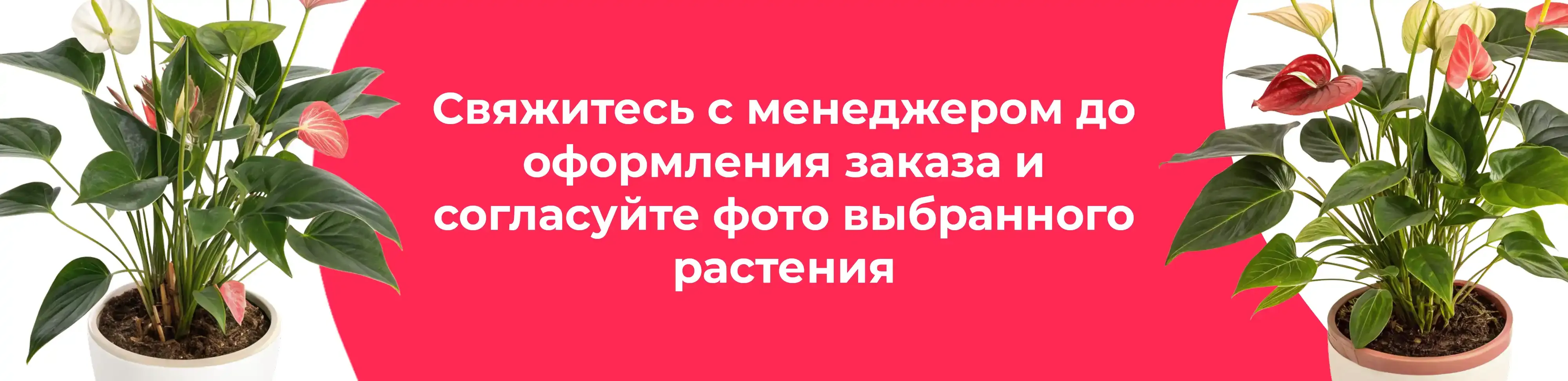 Баннер для рубрики: Антуриумы Андр микс
