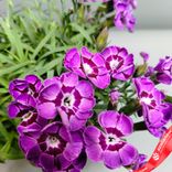 Маленькое фото 5: Гвоздика «Микс» для высадки в грунт, D9 см. Сервис доставки цветов AzaliaNow