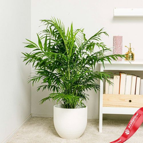 Фото 4: Хамедорея изящная, комнатная пальма. Сервис доставки цветов AzaliaNow