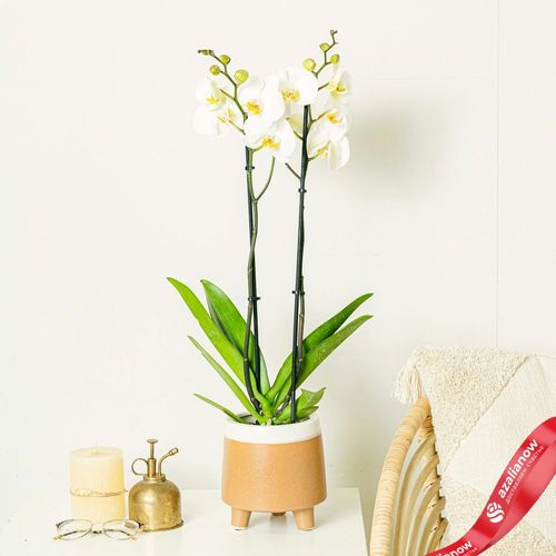 Фото 1: Орхидея белая. Сервис доставки цветов AzaliaNow