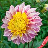 Маленькое фото 4: Георгин Анемон Флауред Полька (Anemone Flowered Polka). Сервис доставки цветов AzaliaNow