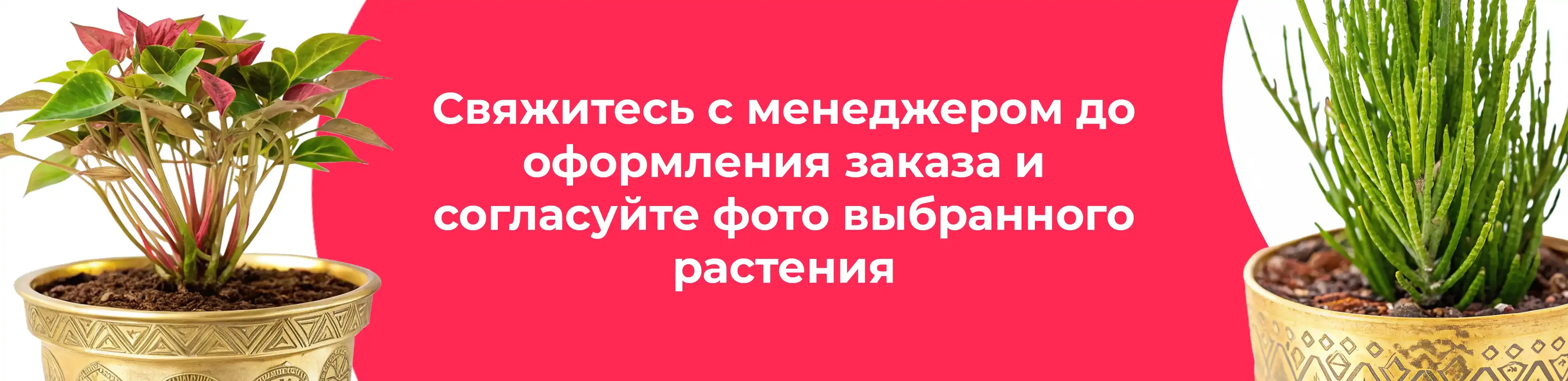 Баннер для рубрики: Комнатные растения Шатура
