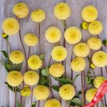 Маленькое фото 3: Георгин Помпон Баттеркап (Pompon Buttercup). Сервис доставки цветов AzaliaNow