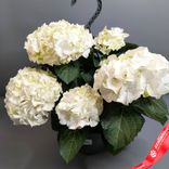 Маленькое фото 3: Гидрангея «Микс» подвесная, D27/40 см. Сервис доставки цветов AzaliaNow