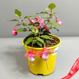 Маленькое фото 2: Фуксия «Микс» для высадки в грунт, D11 см. Сервис доставки цветов AzaliaNow