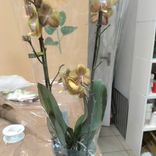 Фото флориста 1: Орхидея оранжевая