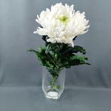 Фото флориста 6: 1 белая одноголовая хризантема