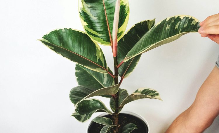 Фикус Робуста в интерьере Ficus robusta 'variegata'