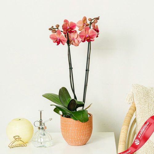 Фото 1: Орхидея оранжевая. Сервис доставки цветов AzaliaNow