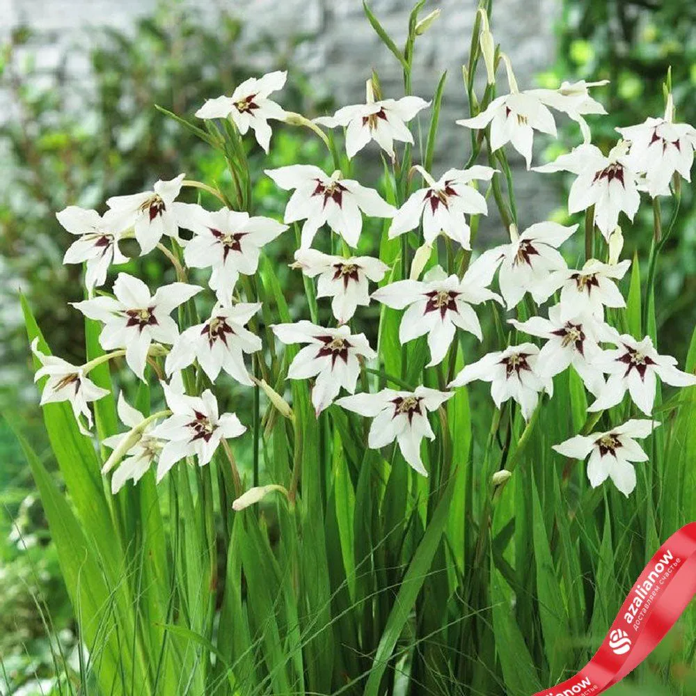 Гладиолус Ацидантера Пикок Орхид (Peacock Orchid)