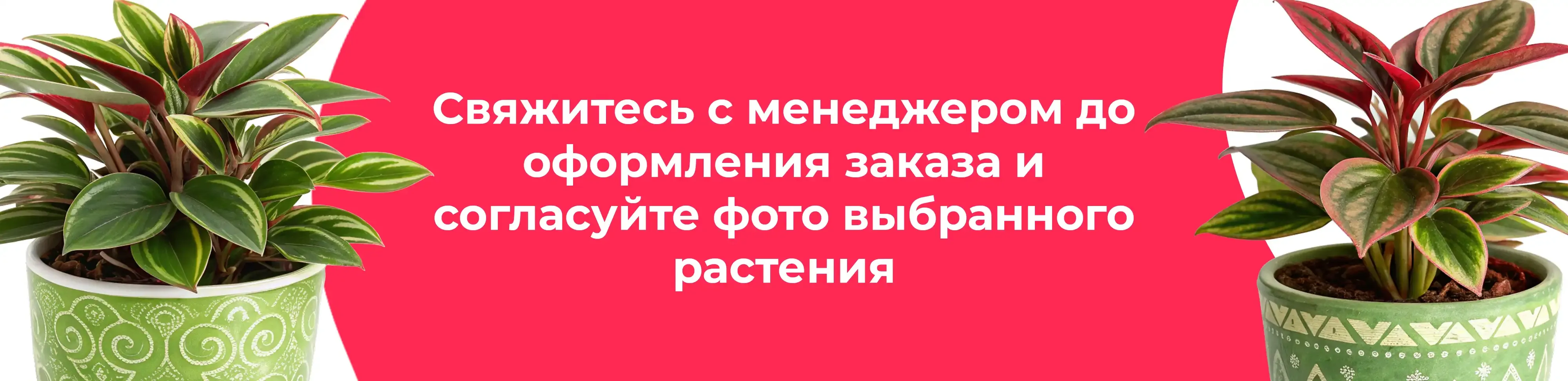 Баннер для рубрики: Пеперомии Россо