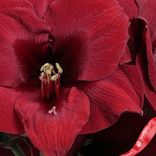 Маленькое фото 3: Амариллис Рэд Вакс и Ред Блумс (Red Wax with Red Blooms). Сервис доставки цветов AzaliaNow