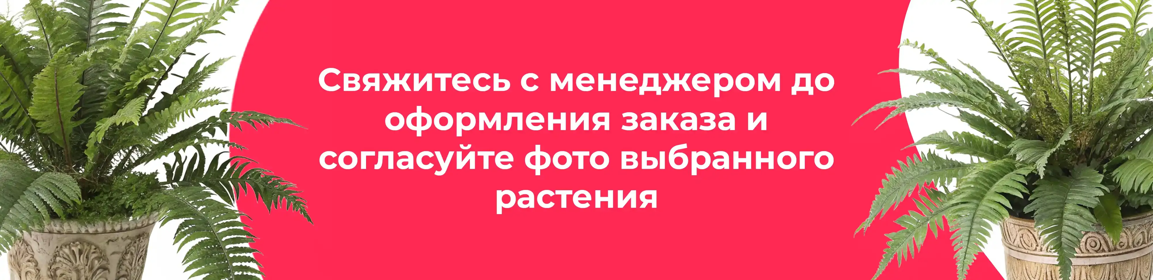 Баннер для рубрики: Папоротники микс