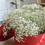Маленькое фото 2: Букет из 7 белых гипсофил в красной коробке