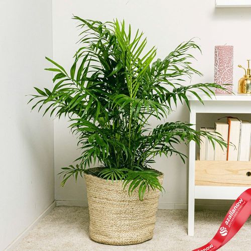 Фото 2: Хамедорея изящная, комнатная пальма. Сервис доставки цветов AzaliaNow