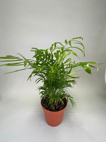 Фото флориста 1: Растения для офиса