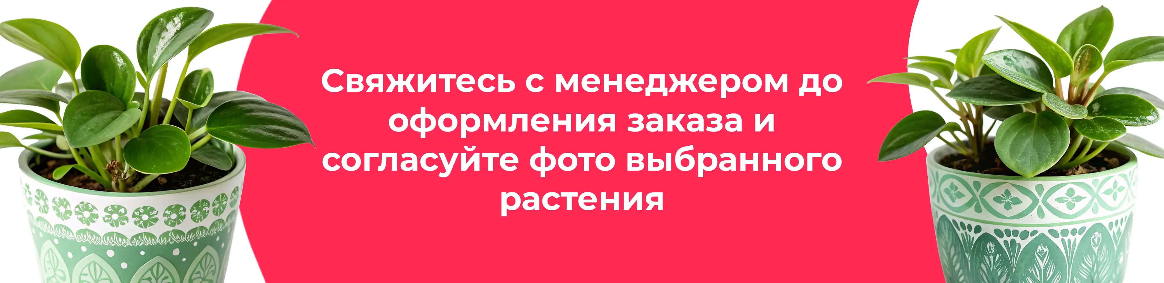 Баннер для рубрики: Пеперомии лилиан