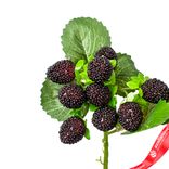 Маленькое фото 2: Ветка ежевики, 28см, черный