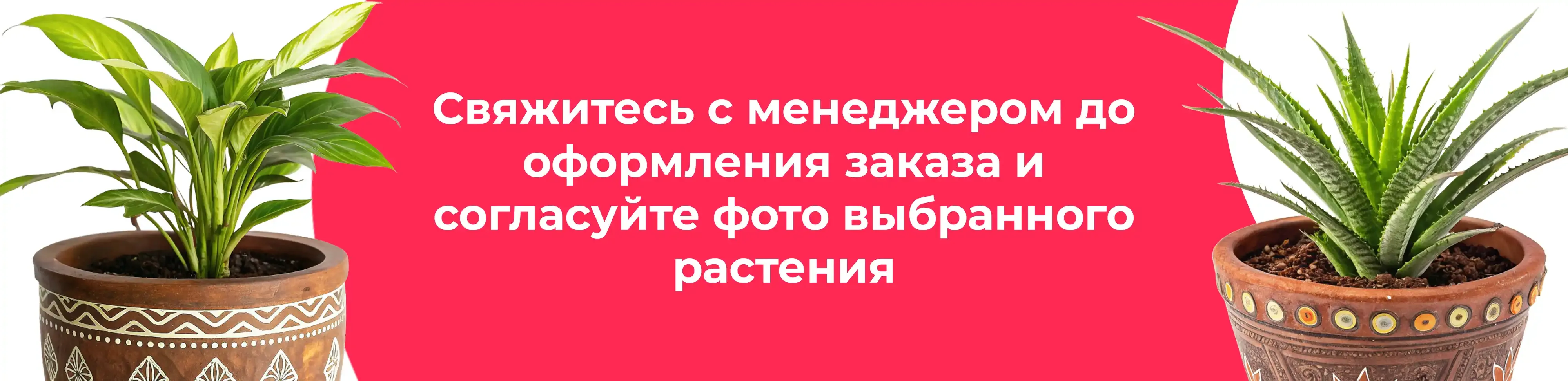 Баннер для рубрики: Цветы в горшках Пересвет