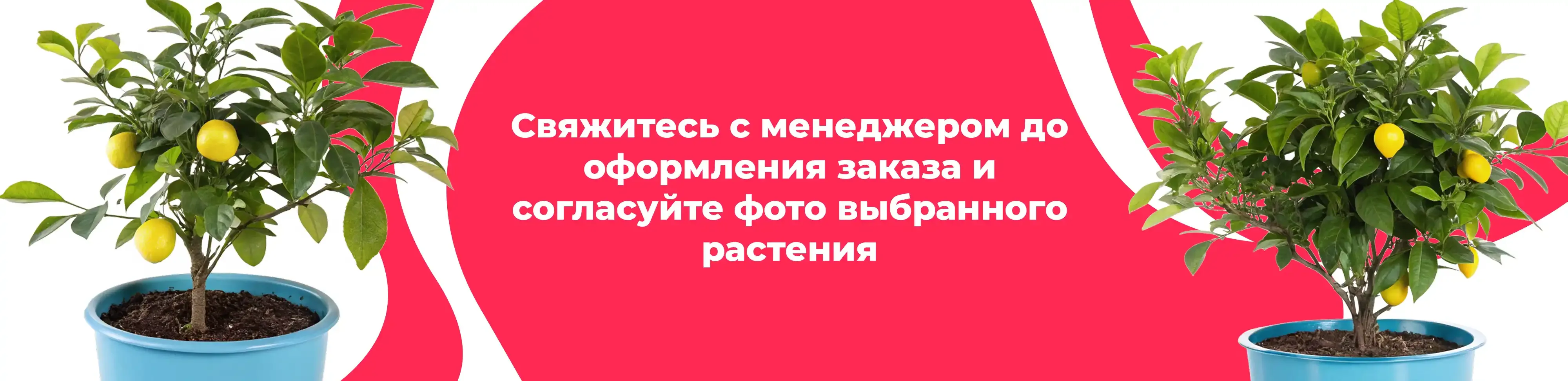 Баннер для рубрики: Комнатные растения Щелково