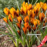 Маленькое фото 1: Крокус Орандж Монарх (Orange Monarch). Сервис доставки цветов AzaliaNow