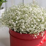 Маленькое фото 2: Букет из 5 белых гипсофил в красной коробке