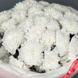 Маленькое фото 5: Букет из 9 белых кустовых хризантем «Алтай», в пленке с лентой