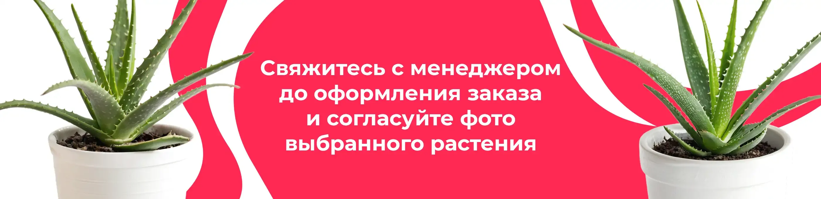 Баннер для рубрики: Алоэ Вера