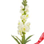 Маленькое фото 5: Антирринум искусственный (пластик), 60 см, белый