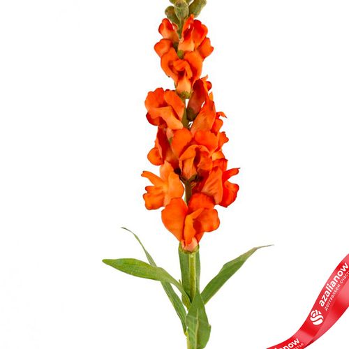 Фото 4: Антирринум искусственный (пластик), 60см, оранжевый
