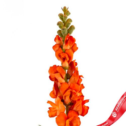 Фото 5: Антирринум искусственный (пластик), 60см, оранжевый