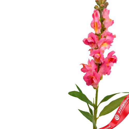 Фото 4: Антирринум искусственный (пластик), 60см, розовый