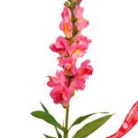 Маленькое фото 5: Антирринум искусственный (пластик), 60см, розовый