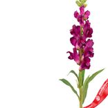 Маленькое фото 4: Антирринум искусственный (пластик), 60см, темно-розовый