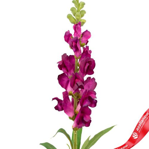 Фото 5: Антирринум искусственный (пластик), 60см, темно-розовый