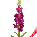 Маленькое фото 5: Антирринум искусственный (пластик), 60см, темно-розовый