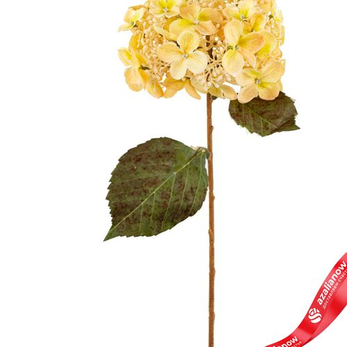 Фото 2: Гортензия искусственная (пластик), 54см, кремовый